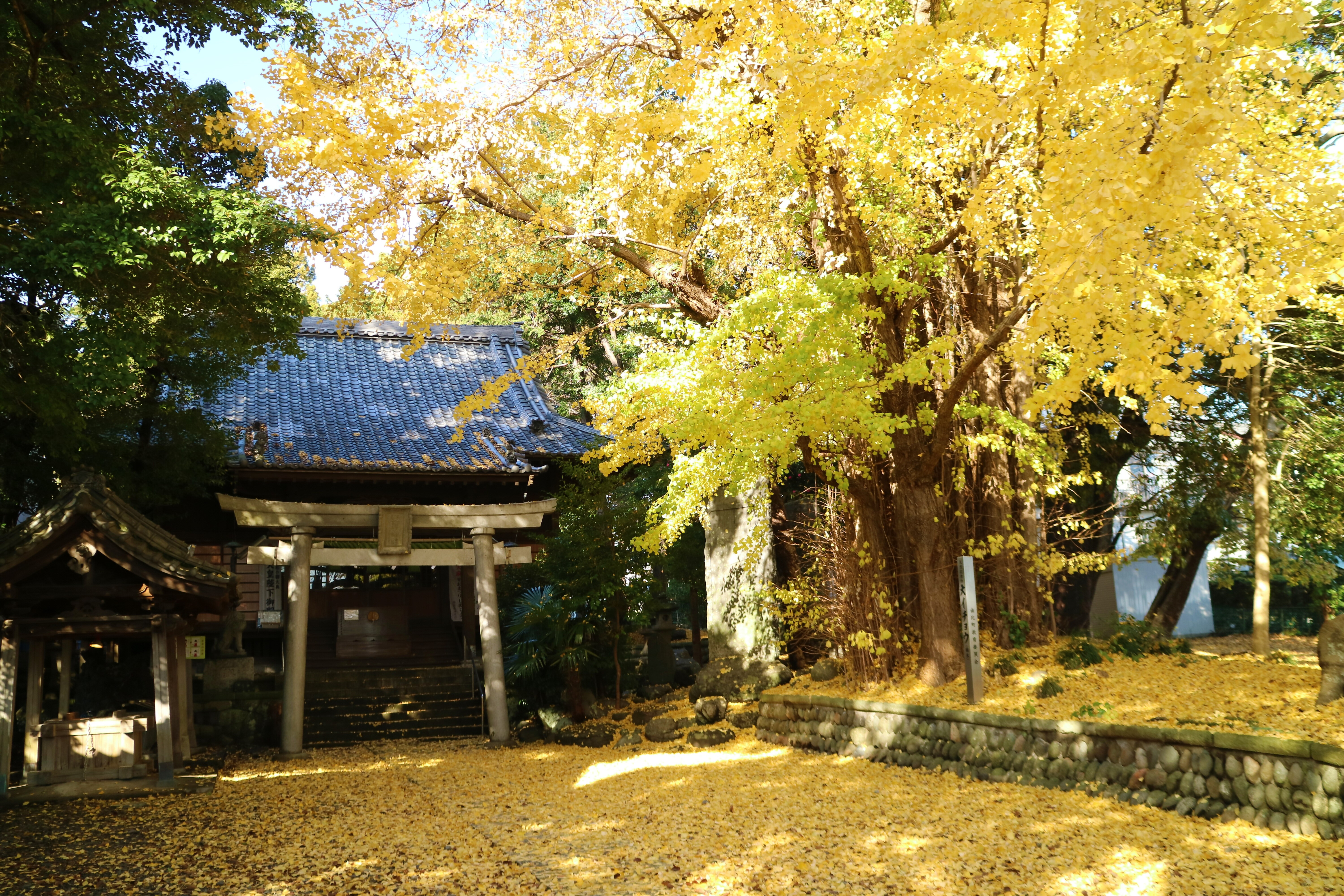 4. お得なデイツアープラン